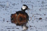 White-tufted Grebe